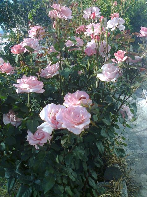 Name:  Fotoraf3705.jpg
Views: 429
Size:  77.2 KB