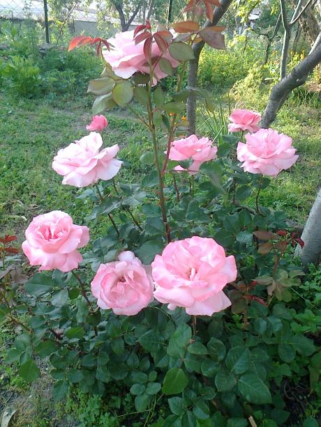 Name:  Fotoraf3699.jpg
Views: 433
Size:  76.1 KB