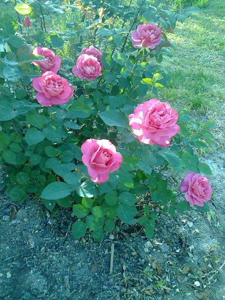Name:  Fotoraf3697.jpg
Views: 429
Size:  77.1 KB