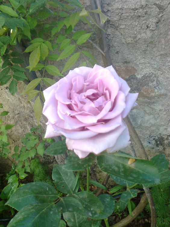Name:  Fotoraf3677.jpg
Views: 439
Size:  72.6 KB