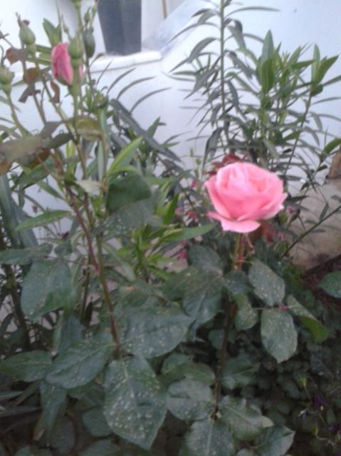 Name:  20160427_200207.jpg
Views: 447
Size:  44.6 KB