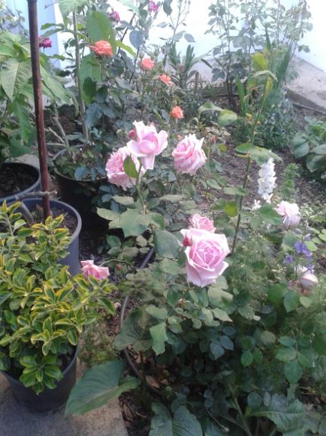 Name:  20160428_190934.jpg
Views: 436
Size:  64.0 KB
