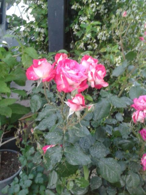 Name:  20160427_194923.jpg
Views: 448
Size:  54.0 KB