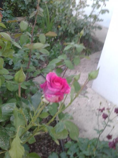 Name:  20160427_194935.jpg
Views: 426
Size:  38.7 KB