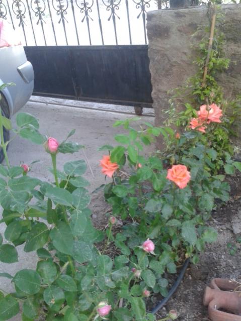 Name:  20160428_191027.jpg
Views: 423
Size:  51.2 KB