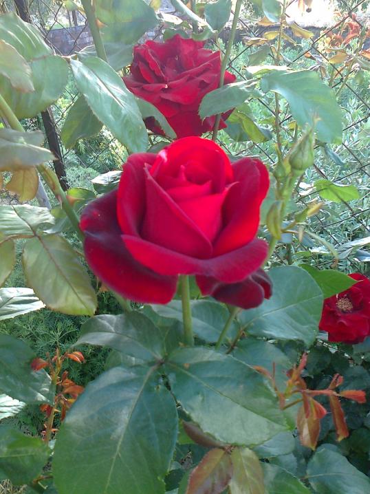 Name:  Fotoraf3706.jpg
Views: 418
Size:  74.7 KB