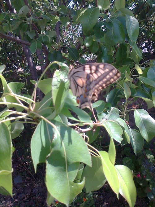 Name:  Fotoraf3681.jpg
Views: 419
Size:  76.7 KB