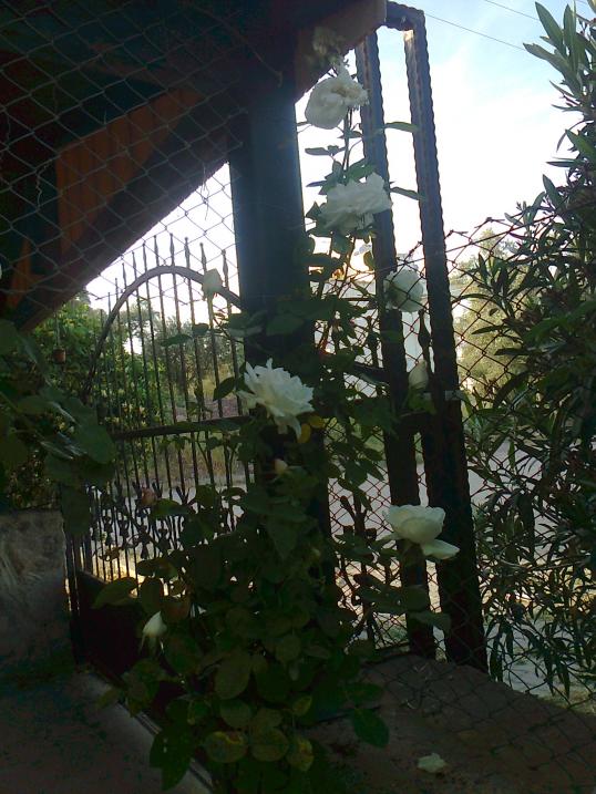 Name:  Fotoraf3679.jpg
Views: 424
Size:  74.1 KB