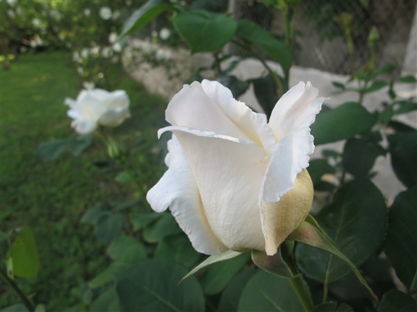 Name:  IMG_8800 (600 x 450).jpg
Views: 544
Size:  54.4 KB
