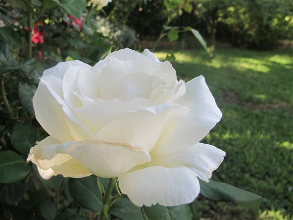 Name:  IMG_8801 (600 x 450).jpg
Views: 518
Size:  61.9 KB