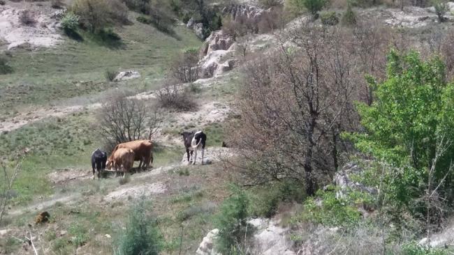 Name:  pheli tayfa.jpg
Views: 2231
Size:  57.5 KB
