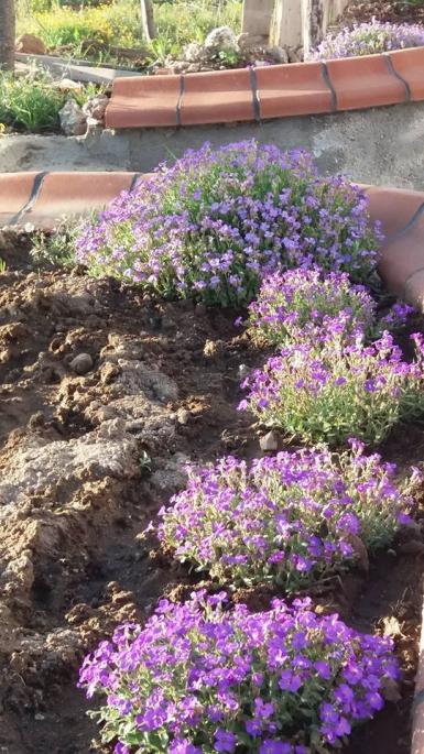 Name:  aubrieta.jpg
Views: 2214
Size:  77.7 KB
