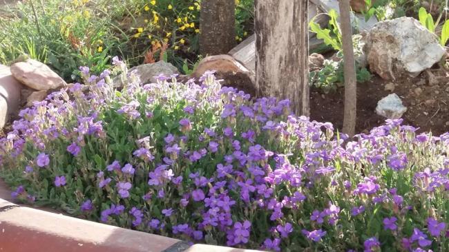 Name:  pejmrde aubrieta.jpg
Views: 2192
Size:  65.1 KB