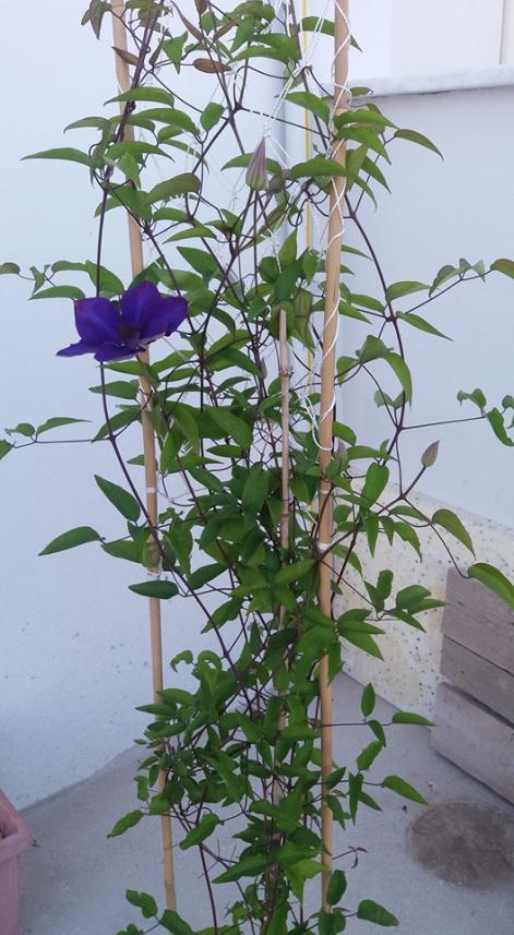 Name:  clematis, boy.jpg
Views: 2114
Size:  72.6 KB