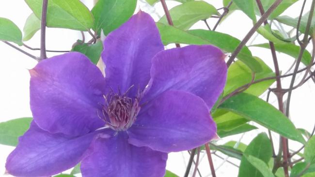 Name:  clematis tek iek.jpg
Views: 2801
Size:  32.6 KB