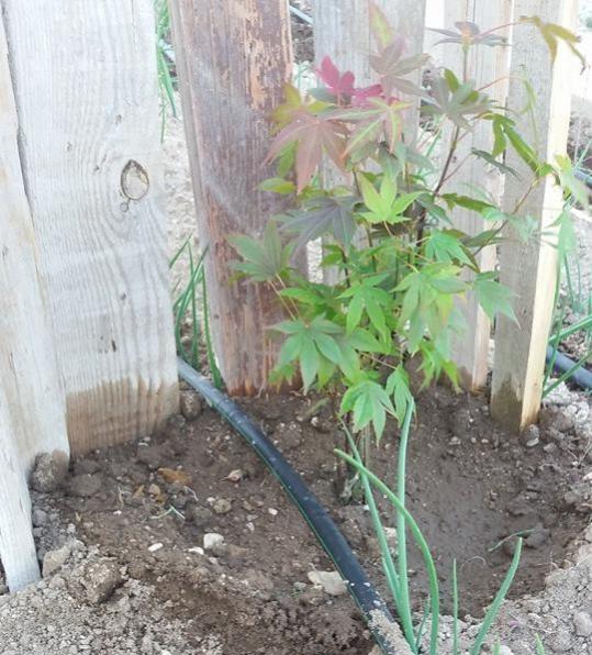 Name:  acer.jpg
Views: 2269
Size:  65.1 KB
