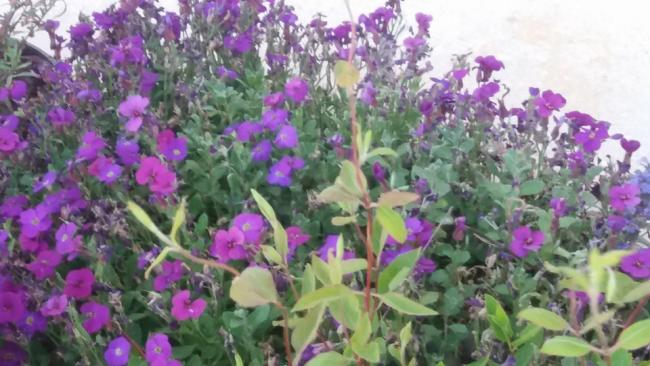Name:  aubrieta a.jpg
Views: 2212
Size:  48.8 KB