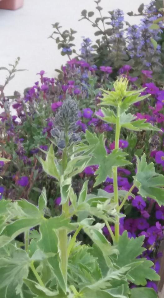 Name:  delphinium.jpg
Views: 2251
Size:  66.8 KB