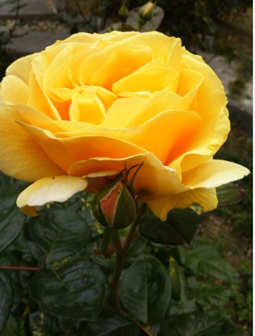 Name:  eg1.JPG
Views: 237
Size:  33.3 KB