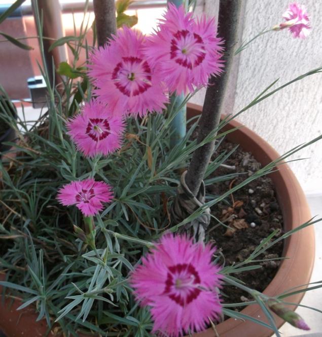 Name:  DSCF9273.jpg
Views: 554
Size:  70.7 KB