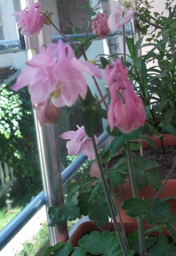 Name:  DSCF9278.jpg
Views: 438
Size:  72.6 KB