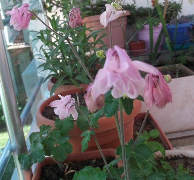 Name:  DSCF9279.jpg
Views: 431
Size:  53.8 KB