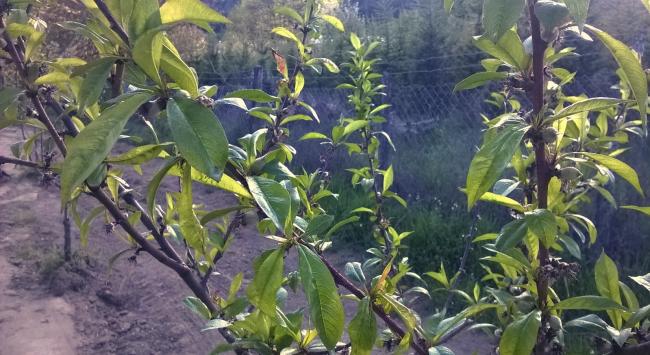 Name:  eftali2 01.05.2016.jpg
Views: 453
Size:  55.5 KB