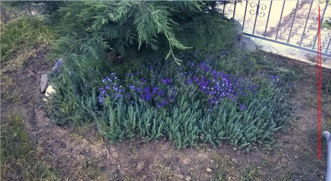 Name:  aubrieta 01.05.2016.jpg
Views: 942
Size:  67.0 KB