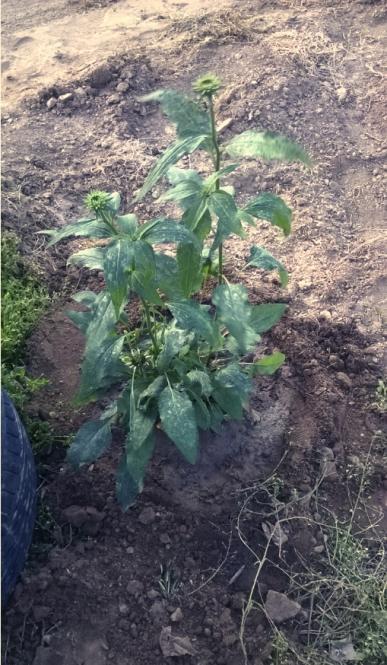 Name:  ekinezya2 01.05.2016.jpg
Views: 873
Size:  65.8 KB