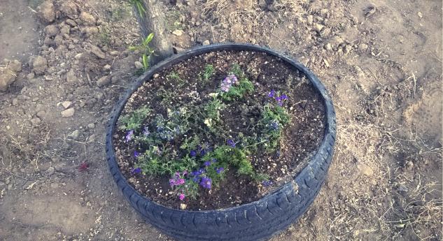 Name:  verbena 01.05.2016.jpg
Views: 768
Size:  69.9 KB