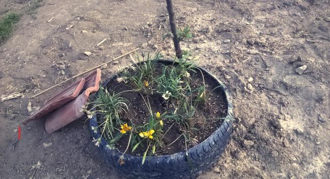 Name:  gazania 01.05.2016.jpg
Views: 794
Size:  68.4 KB