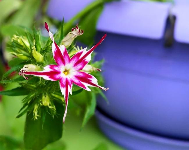 Name:  phlox.jpg
Views: 352
Size:  35.1 KB