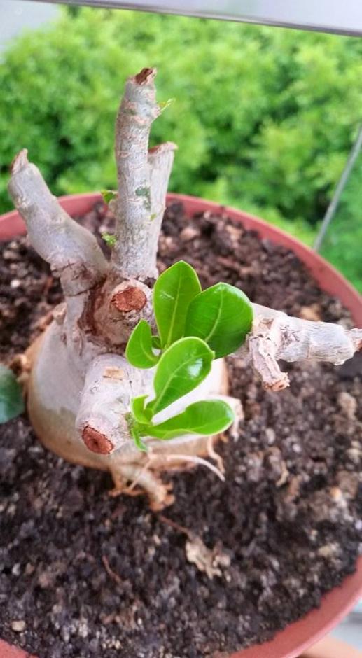 Name:  adenium.jpg
Views: 380
Size:  69.4 KB