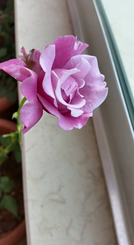 Name:  gl violet.jpg
Views: 378
Size:  50.5 KB