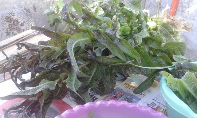 Name:  20160504_105657.jpg
Views: 619
Size:  51.4 KB