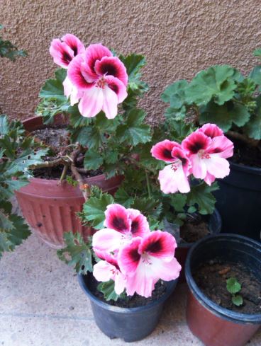 Name:  srs1.JPG
Views: 306
Size:  51.2 KB