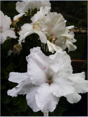 Name:  srs6.JPG
Views: 270
Size:  35.3 KB