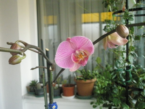Name:  P2010210 (600 x 450).jpg
Views: 1201
Size:  56.9 KB
