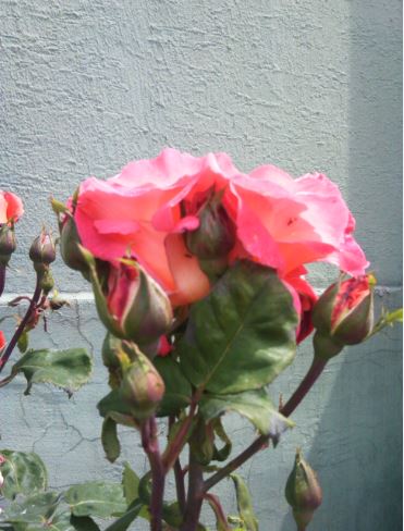 Name:  tm2.JPG
Views: 275
Size:  43.9 KB