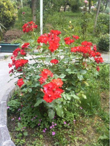 Name:  ar.JPG
Views: 304
Size:  63.1 KB