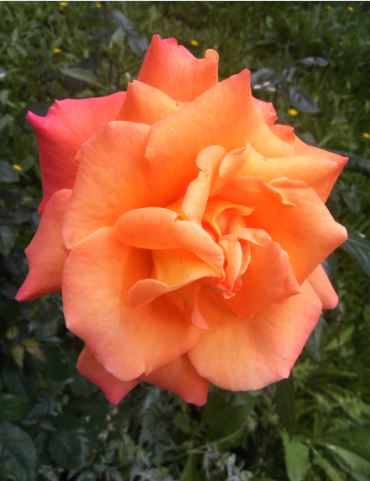 Name:  ar2.JPG
Views: 269
Size:  34.8 KB