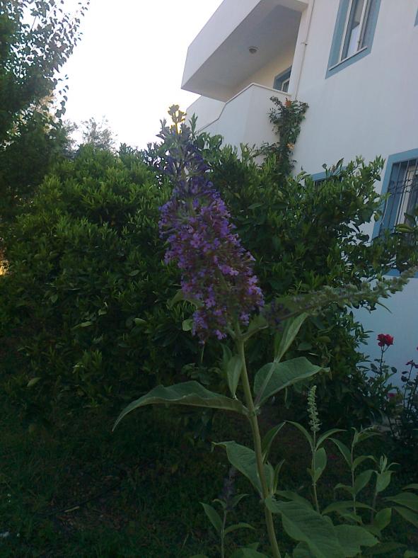 Name:  Fotoraf3780.jpg
Views: 363
Size:  71.2 KB