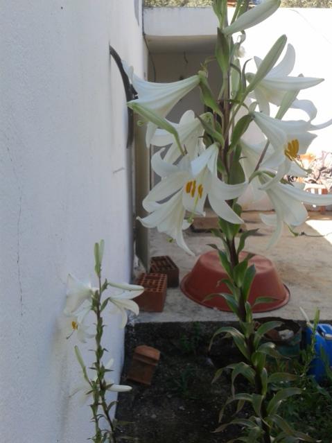 Name:  20160507_113142.jpg
Views: 360
Size:  36.4 KB