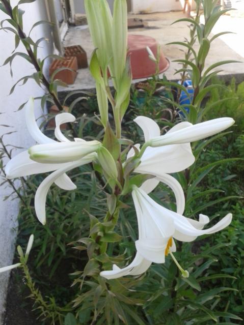 Name:  20160507_113149.jpg
Views: 376
Size:  50.2 KB