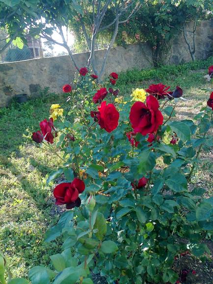 Name:  Fotoraf3775.jpg
Views: 345
Size:  75.8 KB
