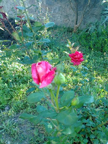 Name:  Fotoraf3778.jpg
Views: 361
Size:  76.1 KB