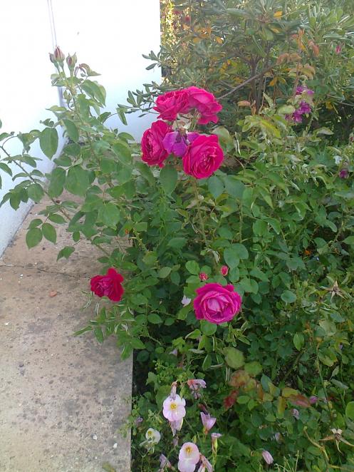Name:  Fotoraf3781.jpg
Views: 366
Size:  75.1 KB