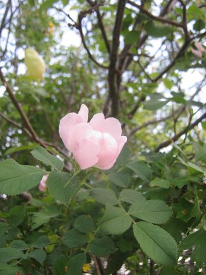 Name:  kuburnu.jpg
Views: 676
Size:  38.5 KB