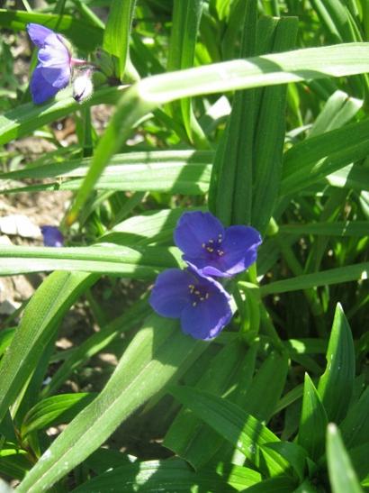 Name:  t. andersoniana.jpg
Views: 1033
Size:  40.6 KB