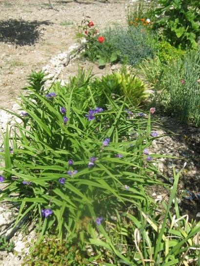 Name:  tradescantia a..jpg
Views: 1307
Size:  68.6 KB